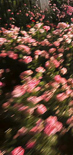 blurry photograph of pink flowers in front of a fence