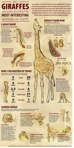 the giraffes are most interesting animals on earth, and they can be found in many different ways