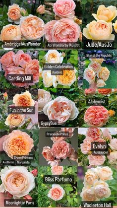 many different types of flowers are shown in this image, with the names below them