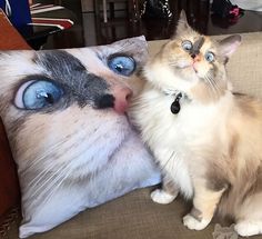 a cat is sitting next to a pillow on a couch with it's eyes open