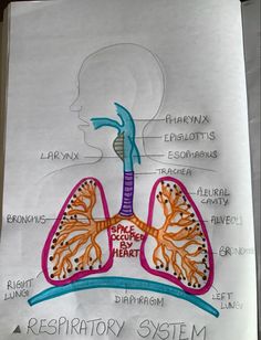 a diagram of the human body and its major organ systems is shown in this drawing