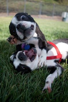 two dogs laying in the grass with their mouths open and one is biting another dog's ear