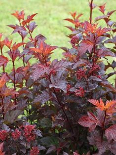 some red and green plants in the grass