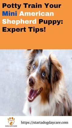 a brown and white dog with the title how to create train your mini american shepherd pup 5 easy steps