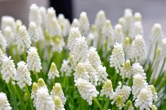 some white flowers are growing in the grass