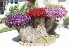 a tree stump with flowers growing out of it