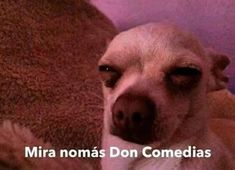 a close up of a dog laying on a couch with the caption'mira nomas don comedias '