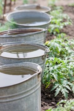 several metal buckets filled with water on top of a dirt ground next to plants