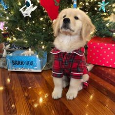 a dog wearing pajamas sitting in front of a christmas tree