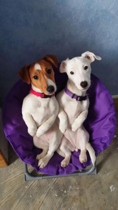 two dogs are sitting on a purple chair