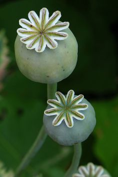 two white flowers with green leaves in the back ground and one flower on top of it