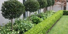 a long row of trees in front of a building with green grass and flowers on the side