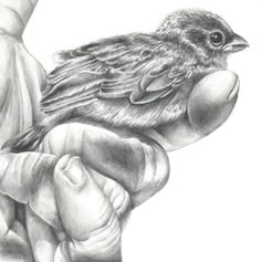 a pencil drawing of a bird perched on someone's hand