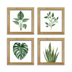 four framed pictures with green leaves on them