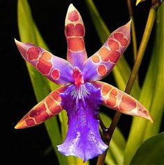 an orange and purple flower with spots on it