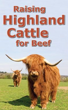 the cover of raising highland cattle cattle for beef