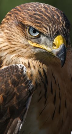 a close up of a bird of prey