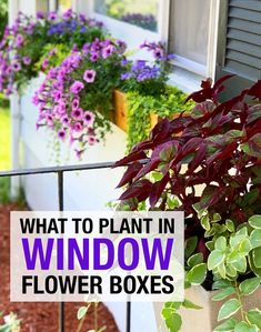 purple flowers in flower boxes on the side of a house with text overlay that reads, what to plant in window flower boxes