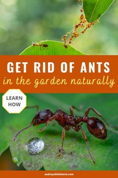 an ant insect on a leaf with the title get rid of ants in the garden naturally