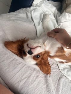 a person petting a small brown and white dog laying on top of a bed