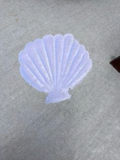 #chalkboard #chalk #sidewalkchalkadventures #sidewalk #shells #seashells #seashellart Ocean Sidewalk Chalk Art, Summer Chalk Ideas Easy, Chalkboard Doodles