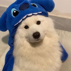 a white dog with a blue hat on it's head