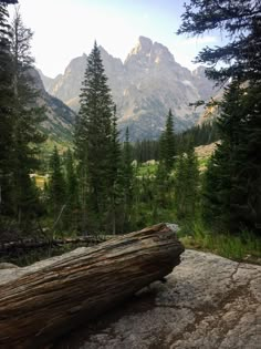 a large log sitting on top of a rock in the woods next to some trees