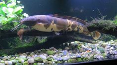 a large fish swimming in an aquarium filled with rocks and plants on top of the water