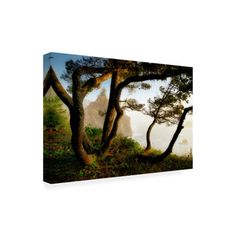 an image of some trees in the woods with mountains in the background and foggy sky