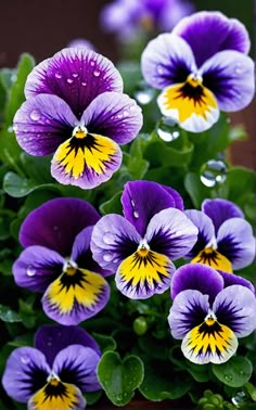 purple and yellow pansies with water droplets on them