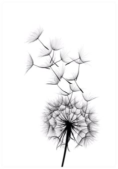 a black and white photo of a dandelion with the words let it be