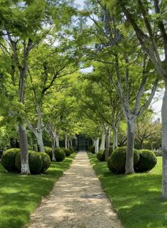 a path between two rows of trees in a park