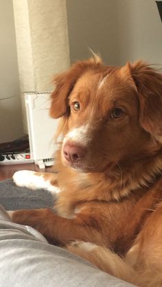 a brown and white dog laying on top of a bed next to a remote control