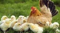 a chicken and her chicks are standing in the grass with one chick looking at the camera