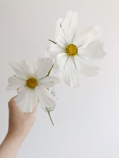 two white daisies being held up by a person's hand against a white background