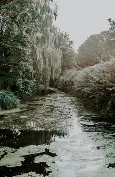 a river running through a lush green forest