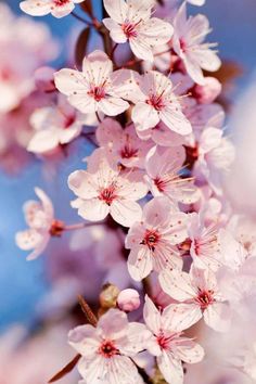 pink flowers are blooming on a tree branch with blurry blue sky in the background