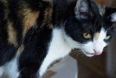 a black, white and orange cat with yellow eyes