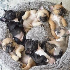 several puppies are sleeping in a dog bed