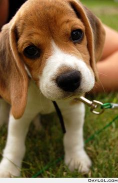 a small brown and white dog standing on top of a grass covered field next to a person