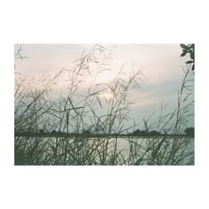 some tall grass and water under a cloudy sky