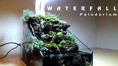 an aquarium filled with moss and rocks on top of a wooden table next to a lamp