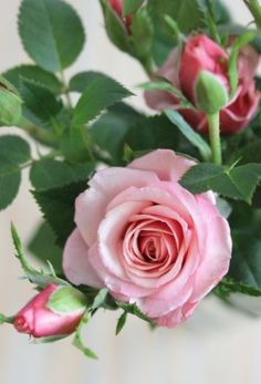 pink roses with green leaves in a vase