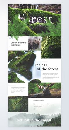 the forest is full of green moss and trees, with an image of a bear on it