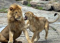 two lions playing with each other on the rocks