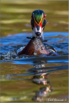 a duck with multicolored feathers swimming in the water