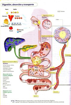 diagram of the digest and its functions