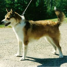 a brown and white dog with a leash on it's neck standing in the dirt