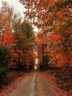 a dirt road surrounded by trees with orange leaves