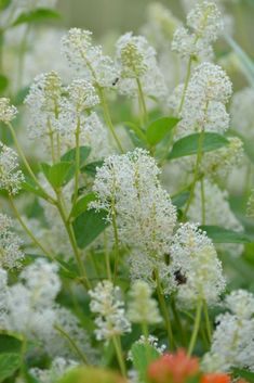 white flowers with green leaves in the foreground and an orange flower in the background